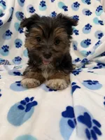 Bryce , a female Morkie for sale in Merritt Island, FL – Photo 2 of 10