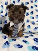 Bryce , a female Morkie for sale in Merritt Island, FL – Photo 4 of 10