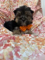 Bryce , a female Morkie for sale in Merritt Island, FL – Photo 3 of 9