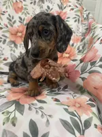 Sprinkles , a male Miniature Dachshund for sale in Merritt Island, FL – 5 of 9