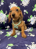 Izzy , a female Miniature Dachshund for sale in Merritt Island, FL – 3 of 9