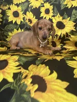 Daisy , a female Miniature Dachshund for sale in Merritt Island, FL – 5 of 10