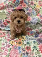Lilly , a female Maltipoo for sale in Merritt Island, FL – 9 of 10