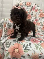 Zoey , a female Poodle - Toy  for sale in Merritt Island, FL – 7 of 10