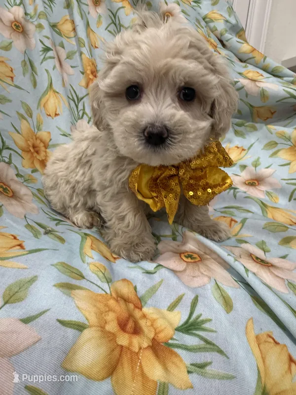 Snuggles  – Maltipoo puppy for sale in Merritt Island, FL