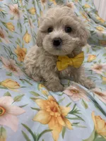 Snuggles , a male Maltipoo for sale in Merritt Island, FL – Photo 3 of 5