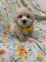 Snuggles , a male Maltipoo for sale in Merritt Island, FL – Photo 2 of 5