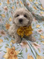 Snuggles , a male Maltipoo for sale in Merritt Island, FL – Photo 4 of 5
