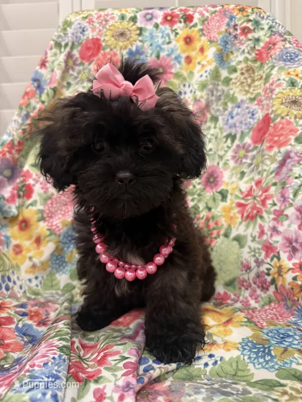 Jade  – Shihpoo puppy for sale in Merritt Island, FL