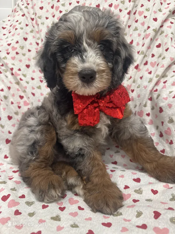 Merlin  – Bernedoodle puppy for sale in Merritt Island, FL