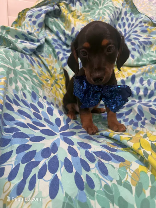 Tucker  – Miniature Dachshund puppy for sale in Merritt Island, FL