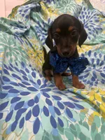 Tucker , a male Miniature Dachshund for sale in Merritt Island, FL – 1 of 5