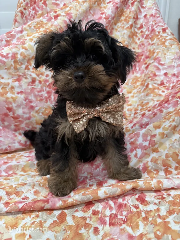 Zeus  – Yorkipoo puppy for sale in Merritt Island, FL