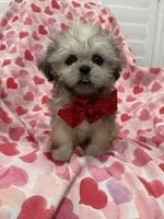 Scooter , a male Shih Tzu for sale in Merritt Island, FL – Photo 10 of 10