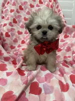 Scooter , a male Shih Tzu for sale in Merritt Island, FL – Photo 7 of 10