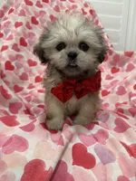 Scooter , a male Shih Tzu for sale in Merritt Island, FL – Photo 5 of 10