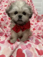 Scooter , a male Shih Tzu for sale in Merritt Island, FL – Photo 9 of 10