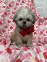 Scooter , a male Shih Tzu for sale in Merritt Island, FL – Photo 2 of 10