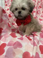 Scooter , a male Shih Tzu for sale in Merritt Island, FL – Photo 8 of 10