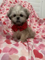 Scooter , a male Shih Tzu for sale in Merritt Island, FL – Photo 1 of 10