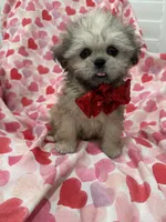 Scooter , a male Shih Tzu for sale in Merritt Island, FL – Photo 3 of 10