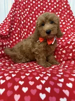 Rex , a male Miniature Goldendoodle for sale in Merritt Island, FL – 4 of 10