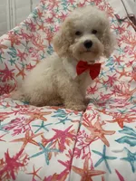 Remi , a male Maltipoo for sale in Merritt Island, FL – 4 of 9