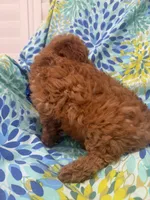 Riley , a male Poodle - Miniature  for sale in Merritt Island, FL – 6 of 10