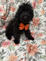 Inky , a male Yorkipoo for sale in Merritt Island, FL – 3 of 9