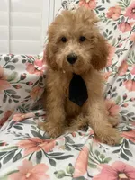 Cooper , a male Poodle - Miniature  for sale in Merritt Island, FL – 3 of 9