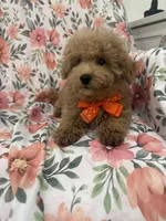 Cooper , a male Poodle - Miniature  for sale in Merritt Island, FL – Photo 4 of 6