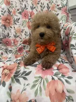 Cooper , a male Poodle - Miniature  for sale in Merritt Island, FL – Photo 6 of 6