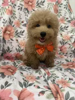 Cooper , a male Poodle - Miniature  for sale in Merritt Island, FL – Photo 3 of 6