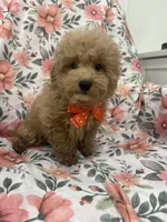Cooper , a male Poodle - Miniature  for sale in Merritt Island, FL – Photo 1 of 6