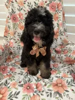 Pepper , a male Miniature Bernedoodle for sale in Merritt Island, FL – 4 of 5