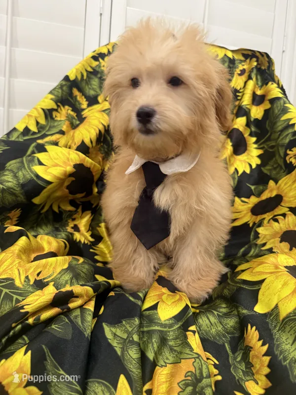 Jax  – Yorkipoo puppy for sale in Merritt Island, FL