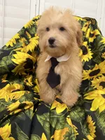 Jax , a male Yorkipoo for sale in Merritt Island, FL – 1 of 7