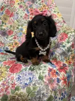 Haley , a female Miniature Dachshund for sale in Merritt Island, FL – 8 of 10