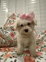 Lilly, a female Bichon Frise for sale in Merritt Island, FL – 9 of 9