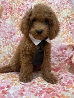 Riley , a male Poodle - Miniature  for sale in Merritt Island, FL – 7 of 10