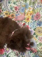 Lexi , a female Shihpoo for sale in Merritt Island, FL – 8 of 10