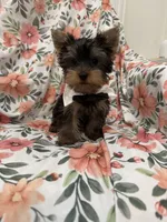 Snickers , a male Yorkshire Terrier for sale in Merritt Island, FL – 7 of 9