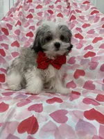 Gizmo , a male Mal Shi for sale in Merritt Island, FL – 2 of 10