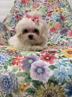 Lilly , a female Mal Shi for sale in Merritt Island, FL – 4 of 9
