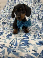 Frankie , a male Miniature Dachshund for sale in Merritt Island, FL – 3 of 9