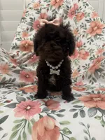 Zoey , a female Poodle - Toy  for sale in Merritt Island, FL – 9 of 10