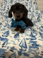 Frankie , a male Miniature Dachshund for sale in Merritt Island, FL – 8 of 9