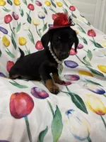 Daisy , a female Miniature Dachshund for sale in Merritt Island, FL – 2 of 8