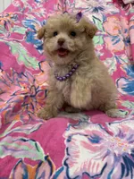 Lilly , a female Yorkipoo for sale in Merritt Island, FL – 10 of 10