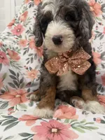 Slater , a male Bernedoodle for sale in Merritt Island, FL – 10 of 10